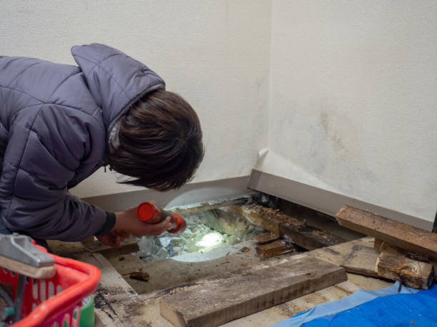 Best Black Mold Removal  in Tomball, TX
